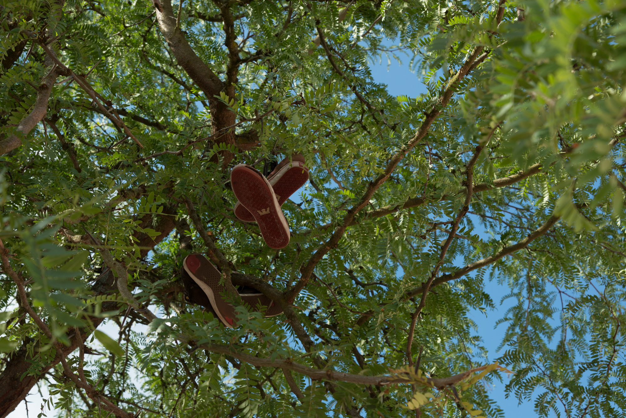 Schuhe im Baum